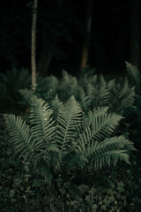 Fern bushes in the rainforest. Leaves of fern in the woods.