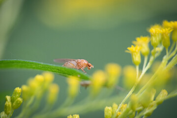 fly on a green leaf (Pegomya sp.)