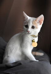 kitten portrait on pillow