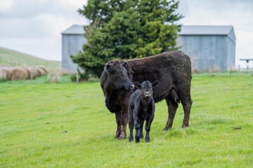 Beef angus, wagyu cow and calf looking at the camera. on a farm, in nsw.