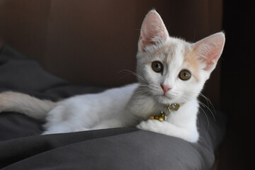 lounging kitten portrait