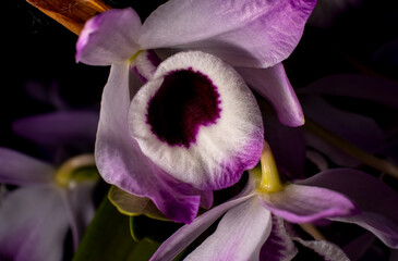 Uma linda e simples orquídea (Dendrobium nobile)