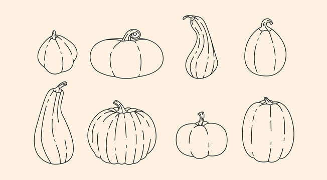 Pumpkins vegetables outline elements collection. Halloween gourd line isolated set. Different autumn harvest in contour design.