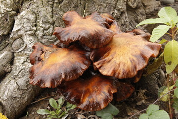 Set of ocher colored mushrooms growing at the foot of the tree