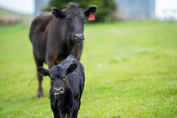 Beef cows and calfs grazing on grass in south west victoria, Australia. eating hay and silage....