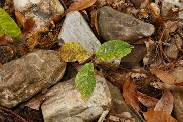 chestnut tree sprouts among the rocks and its leaves take on autumnal colors