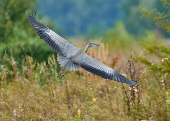 heron in flight