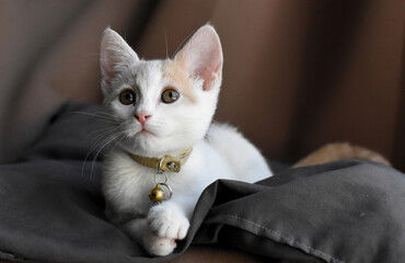 adorable kitten portrait