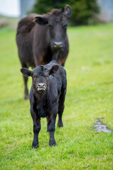Beef cows and calfs grazing on grass in south west victoria, Australia. eating hay and silage....