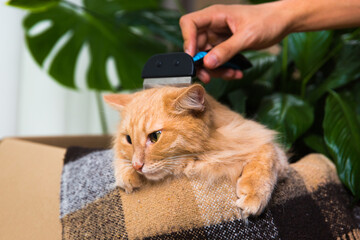 A hand combing the red fluffy cat's fur in a cardboard box with a blanket and green plants. 