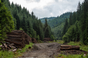 Fototapeta na wymiar Chopping wood in the forest, Romania