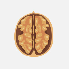 Walnut kernels in shell. Vector graphic illustration isolated on white background.