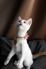 Cute kitten up on hind legs