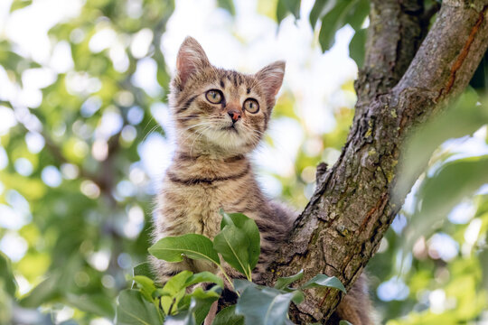 A cute little kitten on a tree among the green leaves looks intently into the distance