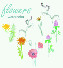 Meadow plants watercolour set. Yellow dandelion, pink clover, red poppy, violet vicia nature romantic art design stock vector illustration for web, for print