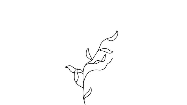 Botanical plants line