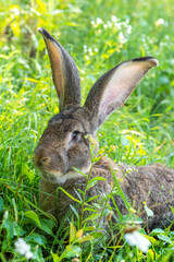 Big gray rabbit breed Vander on the green grass. Rabbit eats grass. Breeding rabbits on the farm