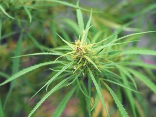 A branch of an adult marijuana plant growing in the garden.