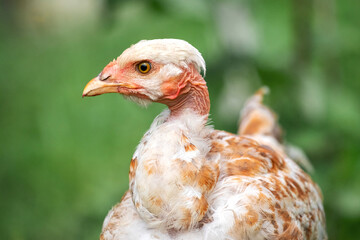 Young chicken breed naked neck in the farm garden on a blurred background
