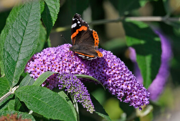 Admiral // Red admiral (Vanessa atalanta)