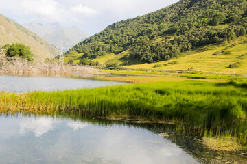 Swamp view, nature background, travel destination in Georgia