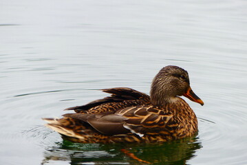 badende Ente