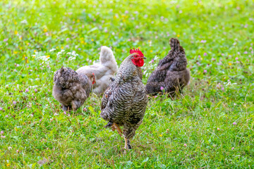 Gray motley rooster and chickens graze on the green grass in the farm garden