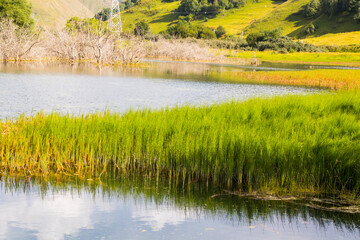 Swamp view, nature background, travel destination in Georgia
