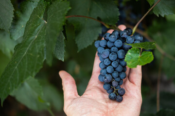 The gardener holds in the palm of his hand fresh ripe grapes in the garden during the harvest season.