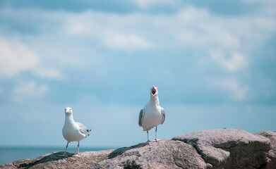 Seagulls in Gudhjem of Bornholm, Denmark
