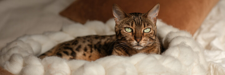 Obraz na płótnie Canvas Bengal cat resting in merino wool round pet lounge in creamy and terracotta rust tones