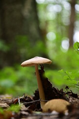 Waldpilz auf dem Waldboden in Nahaufnahme 