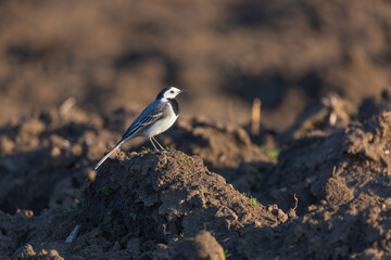 White wagtail sitting on a boulder in a plowed field 