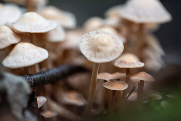 mushrooms in the forest