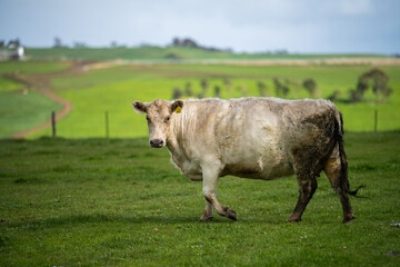 Beef cows and calfs grazing on grass in south west victoria, Australia. eating hay and silage....