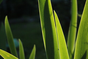 Obraz premium close up of green grass