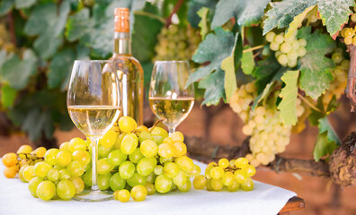 ripe bunches of white grapes and glasses with wine on a table in a vineyard