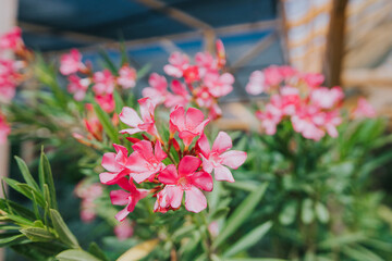 Selective focus shot of potted pink oleander flowers in a greenhouse