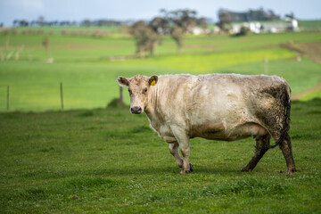 Beef cows and calfs grazing on grass in south west victoria, Australia. eating hay and silage....