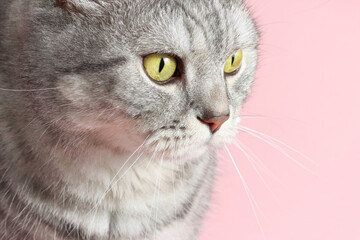 Portrait of adorable cat with beautiful eyes on pink background