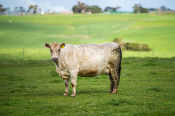 Beef cows and calfs grazing on grass in south west victoria, Australia. eating hay and silage....