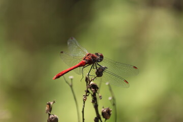 Sympetrum sanguineum, Ruddy Darter. Red dragonfly sits on a plant on a green background. Close-up. Outdoors.