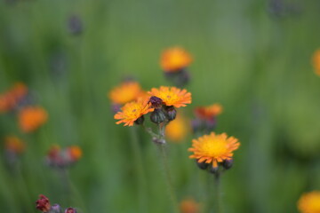 Wildblumen2