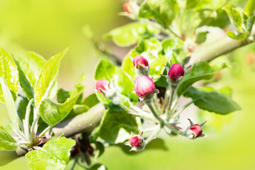 Spring garden. Blooming trees in the garden. Bright colorful spring flowers. Nature.Spring background. Macro