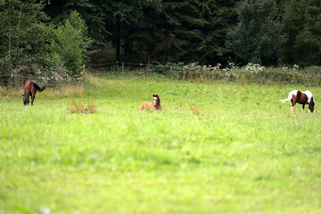 Bunte Pferdeherde auf der Wiese