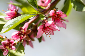 Obraz premium Spring garden. Blooming trees in the garden. Bright colorful spring flowers. Nature.Spring background. Macro