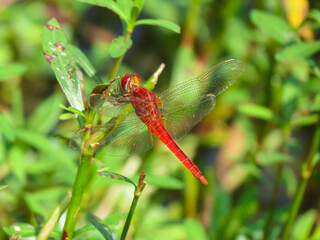 A Red color Dragon fly eating from small green tree leaves in Bangladeshi Forest        