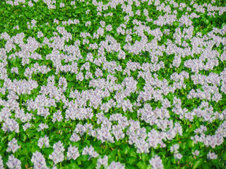 Lots of White and purple color Water Hyacinth bloomed at pond in village of Bangladesh