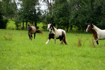 Bunte Pferdeherde auf der Wiese