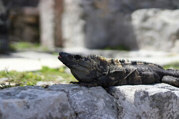 Iguana posing on a stone stairs of Maya ruins